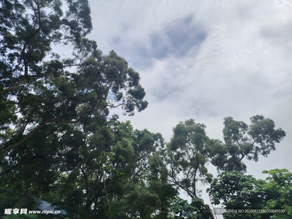 仰视茂密树林与天空