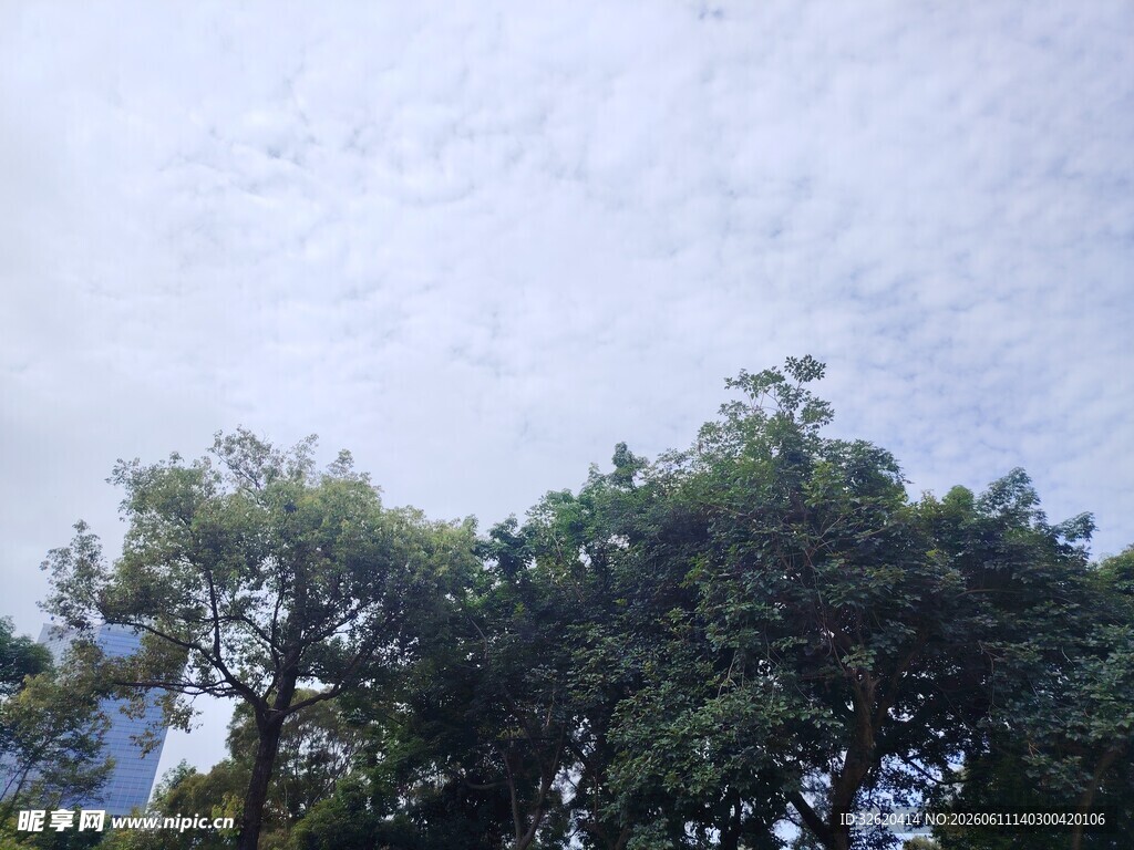 树梢之上的天空景象