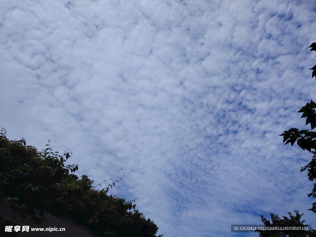 天空中的云朵与树梢