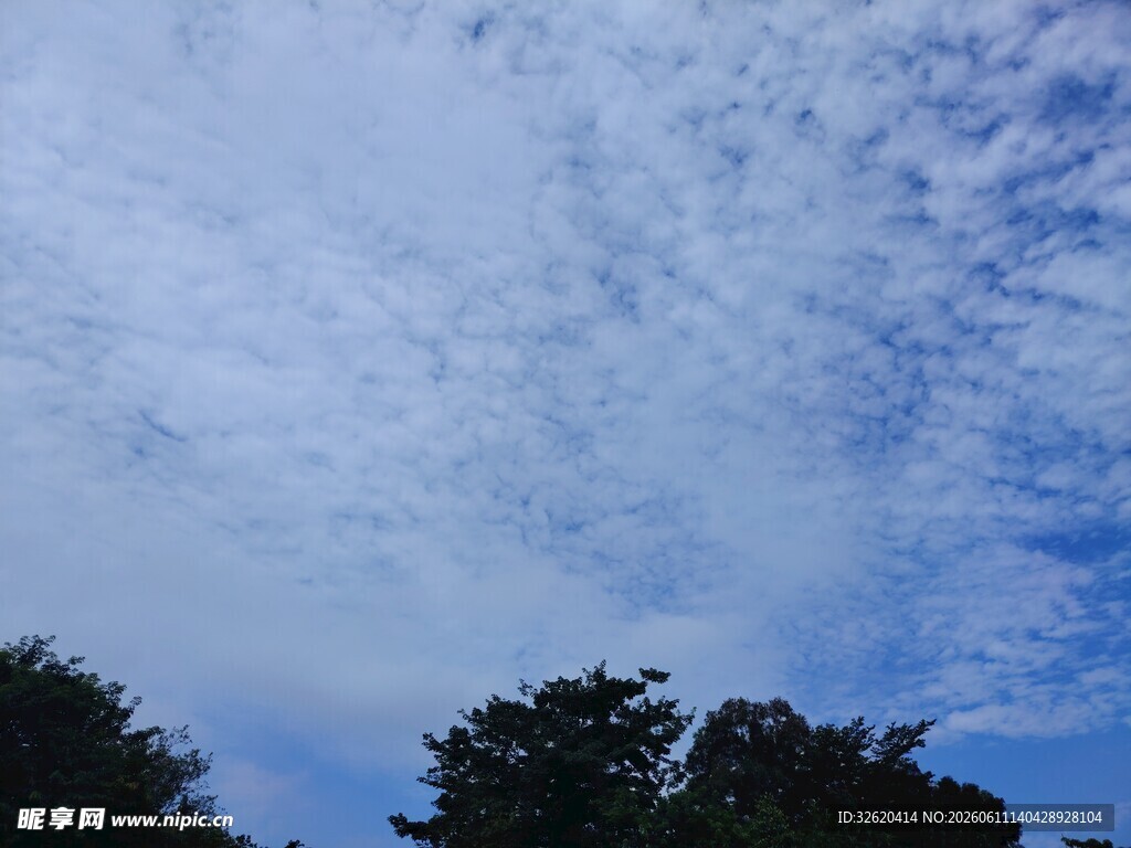 蓝天白云下的树梢景致