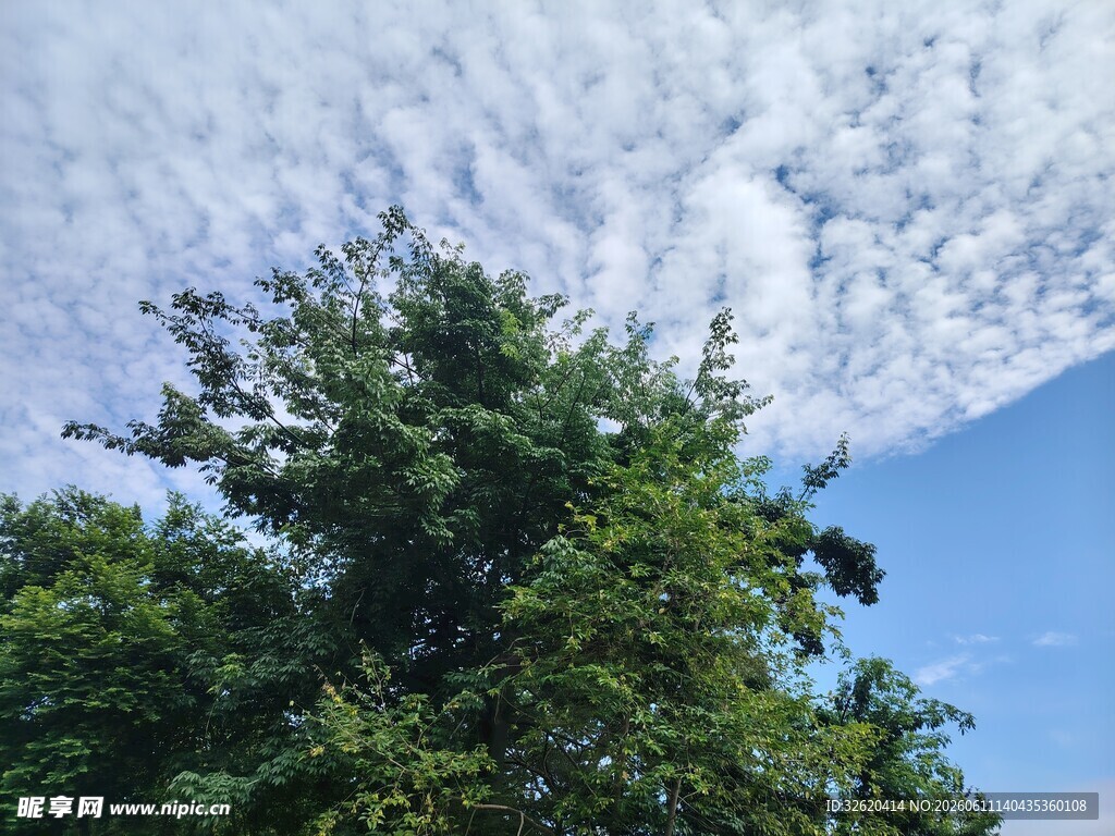 绿树之上的蓝天白云