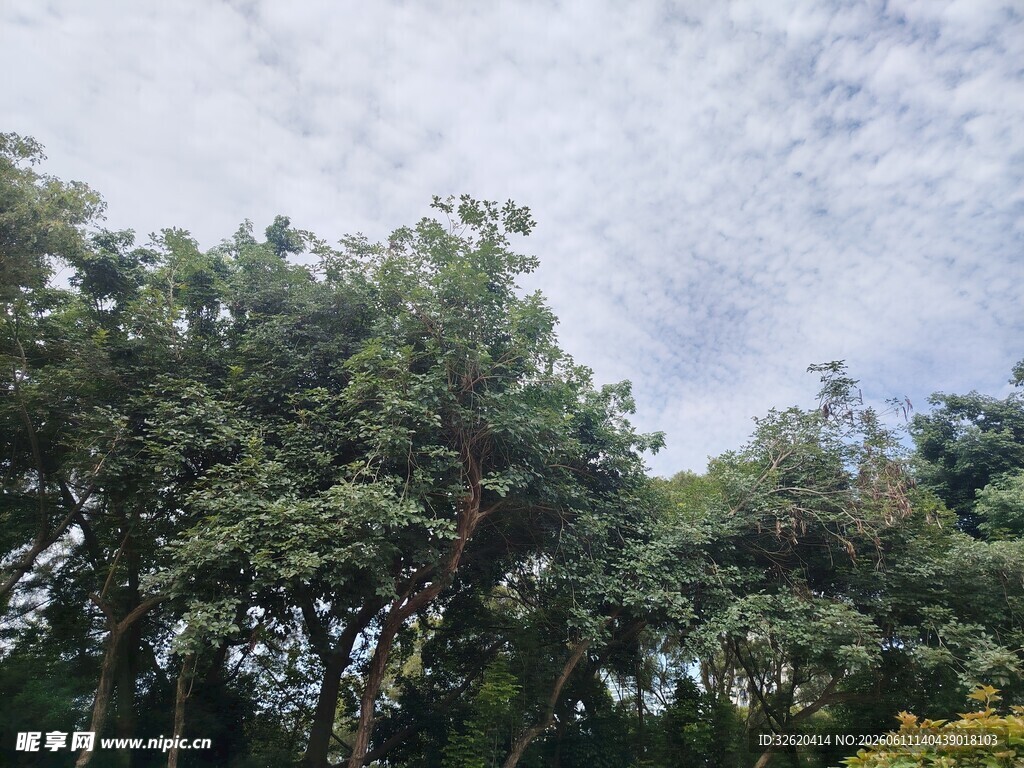 繁茂树林与蓝天白云