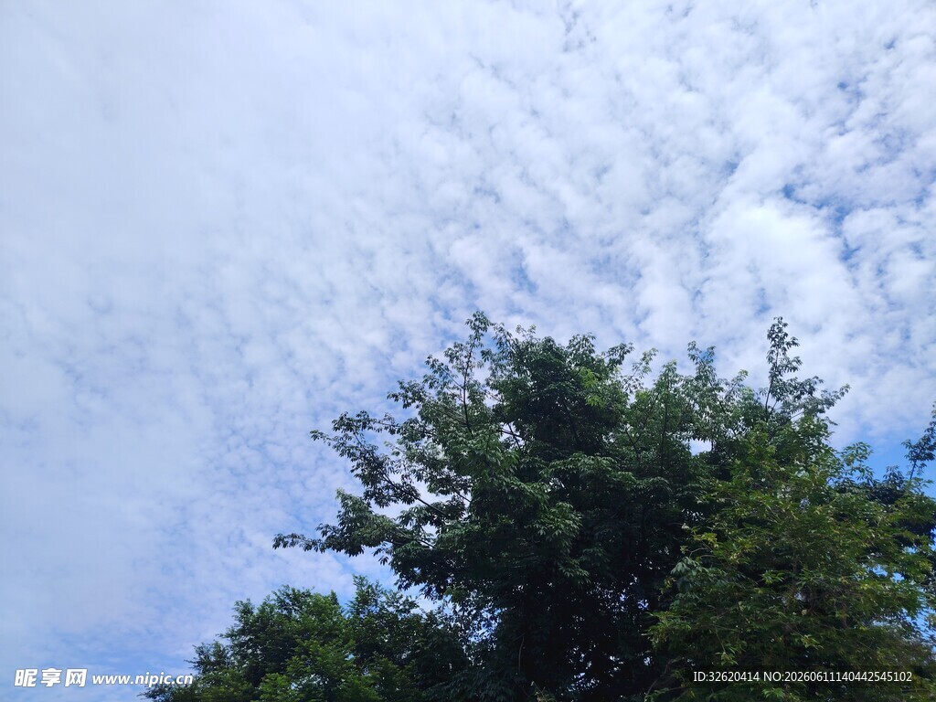 蓝天绿树间的清新景致