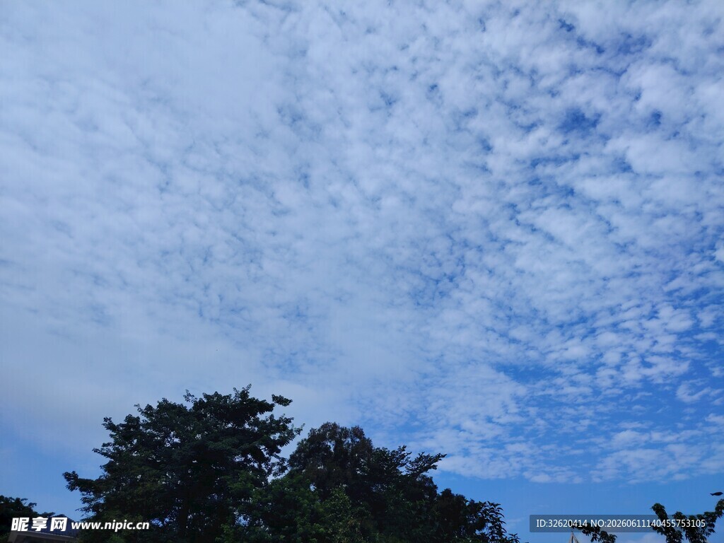 蓝天白云下的树梢美景