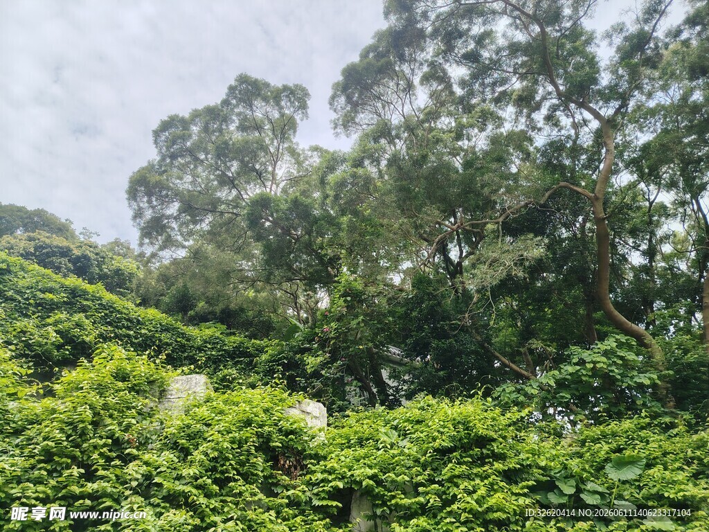 繁茂绿意盎然的山林景观