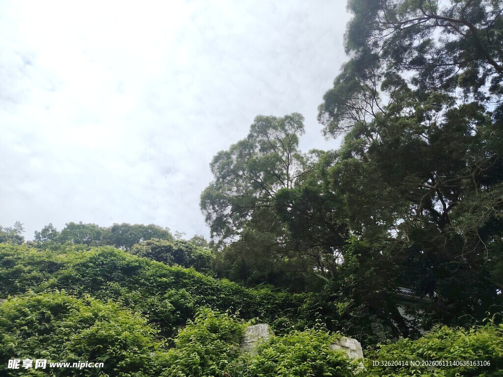 绿意盎然的山林景观