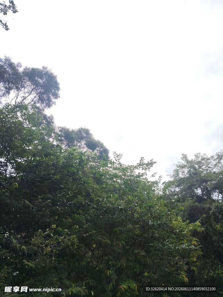 茂密丛林绿意盎然
