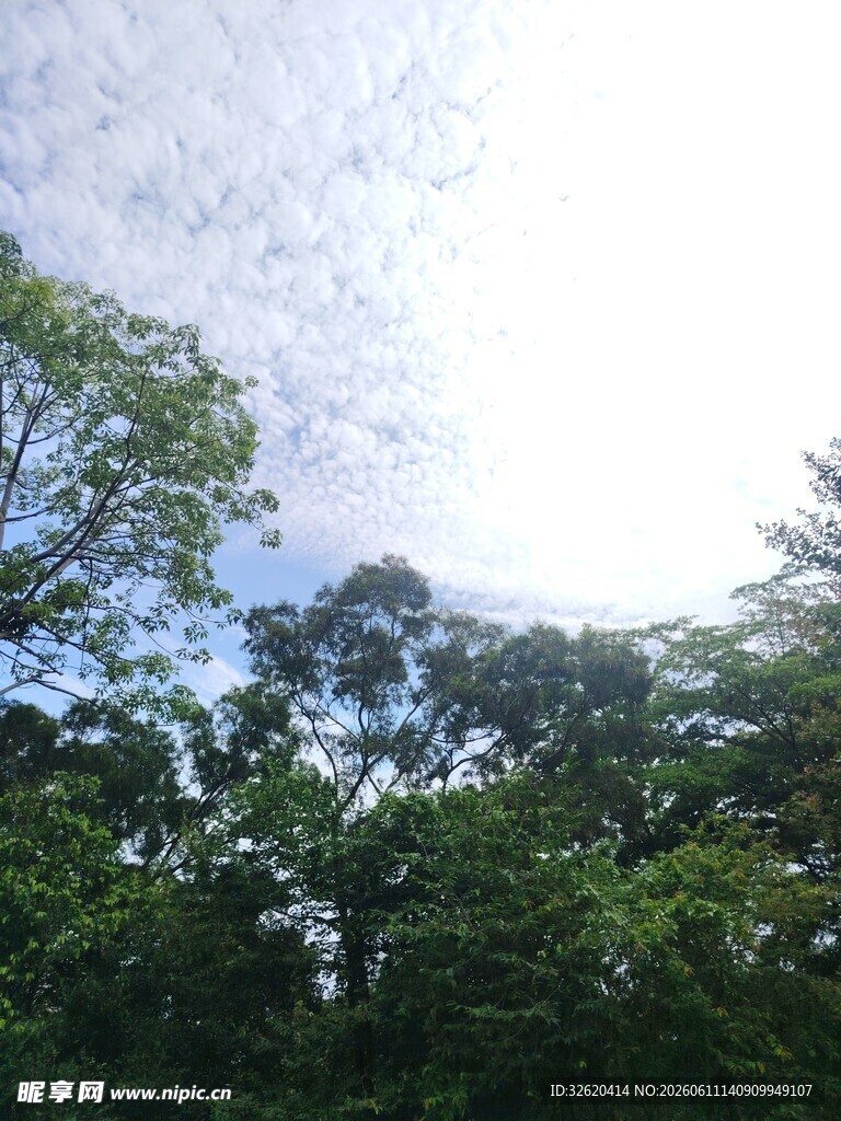 森林上空的明亮天空
