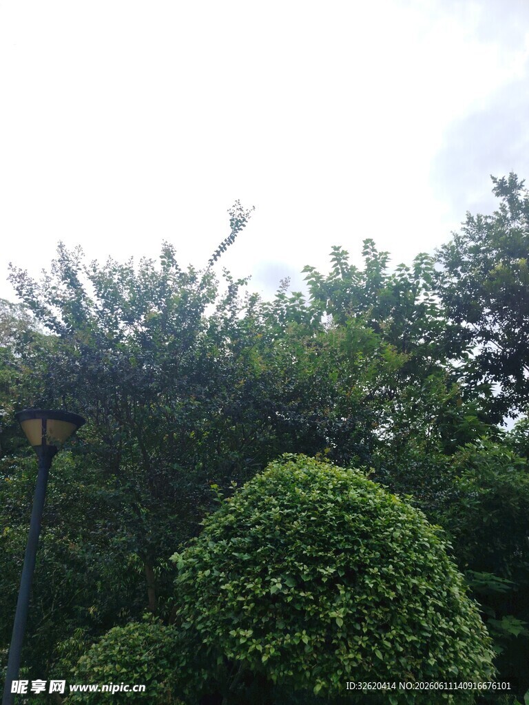 绿意盎然的繁茂绿植景观