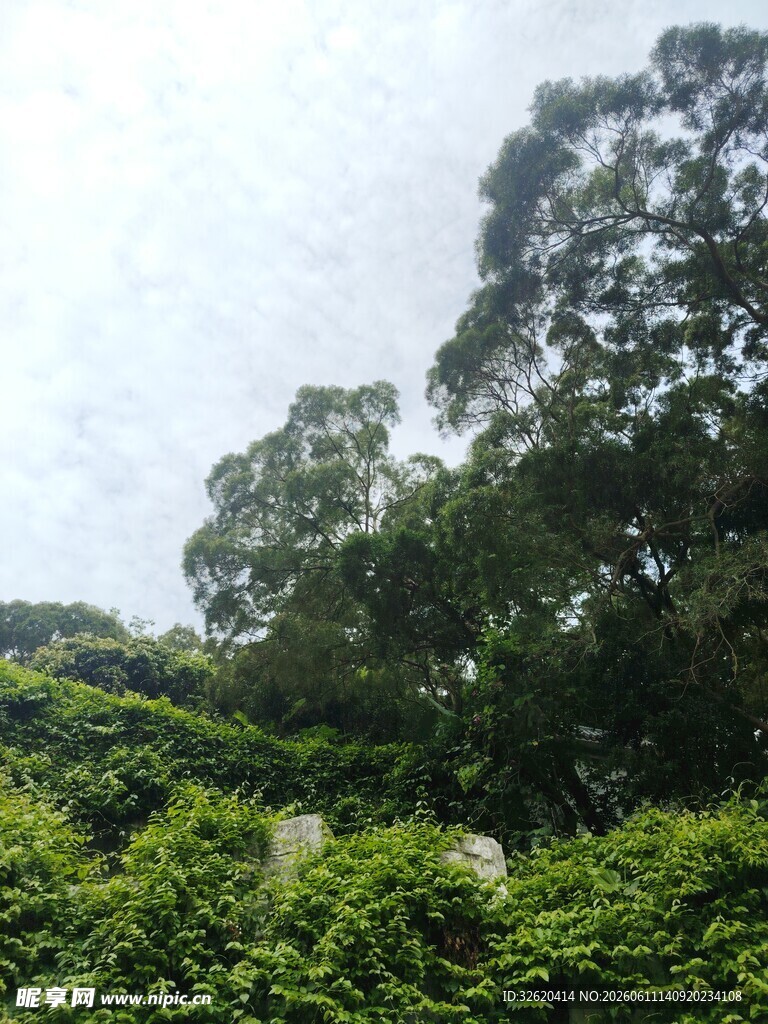 绿意盎然的山林景观
