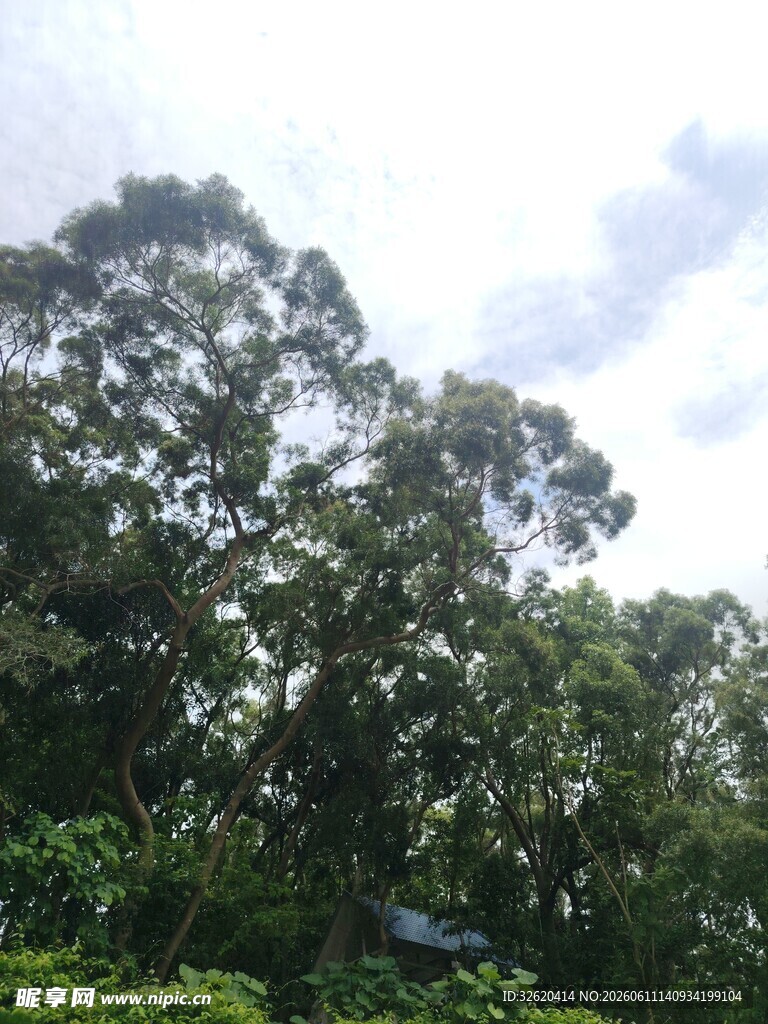 茂密树林与蓝天白云