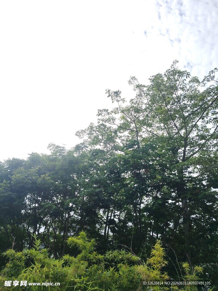 绿意盎然的繁茂树林