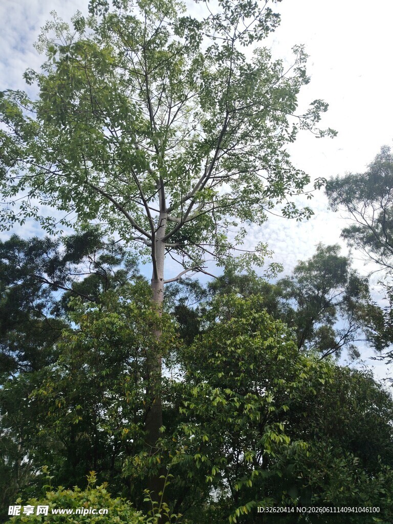 仰望繁茂绿树