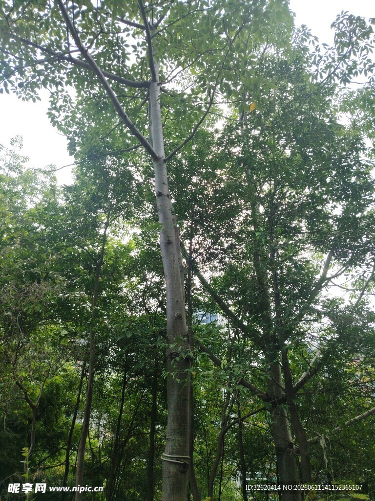 茂密森林中的挺拔树木