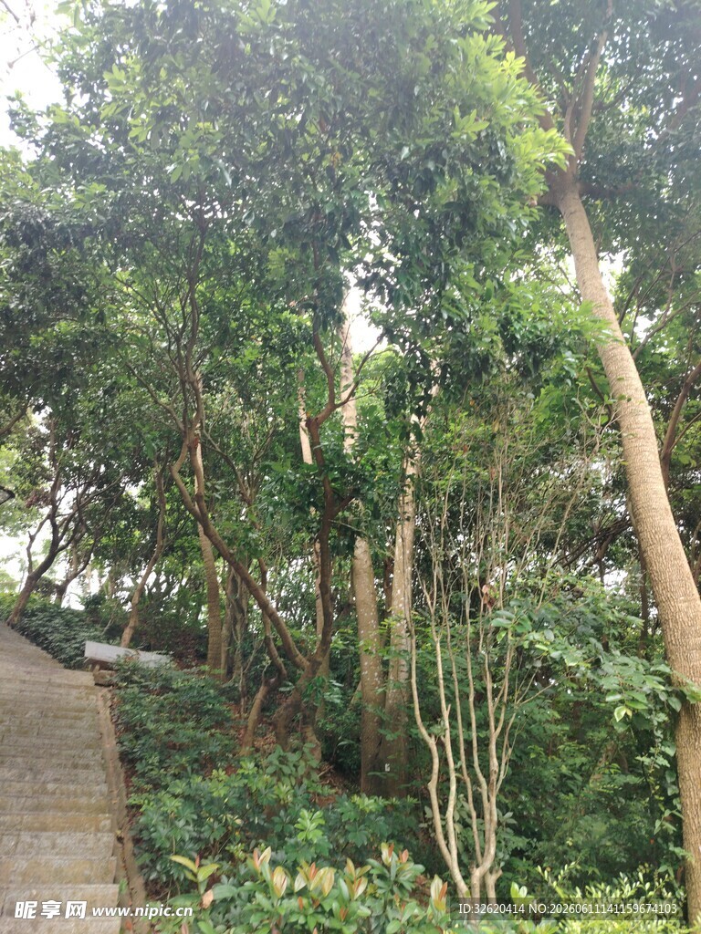 林间小径