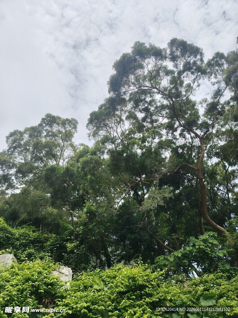 茂密树林中的绿意景象