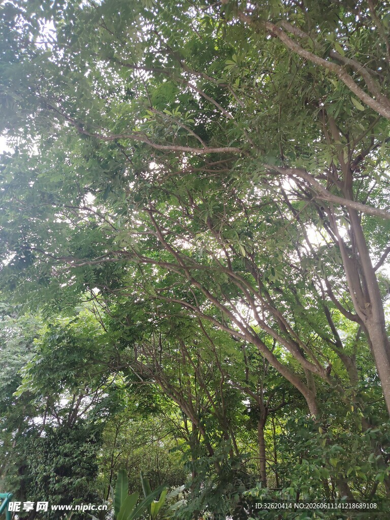 茂密树林中的斑驳光影