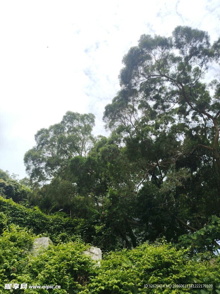茂密树林绿意盎然