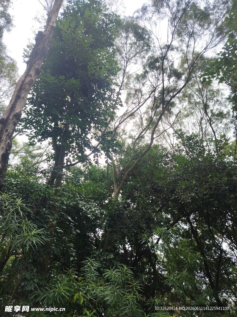 茂密树林绿意盎然