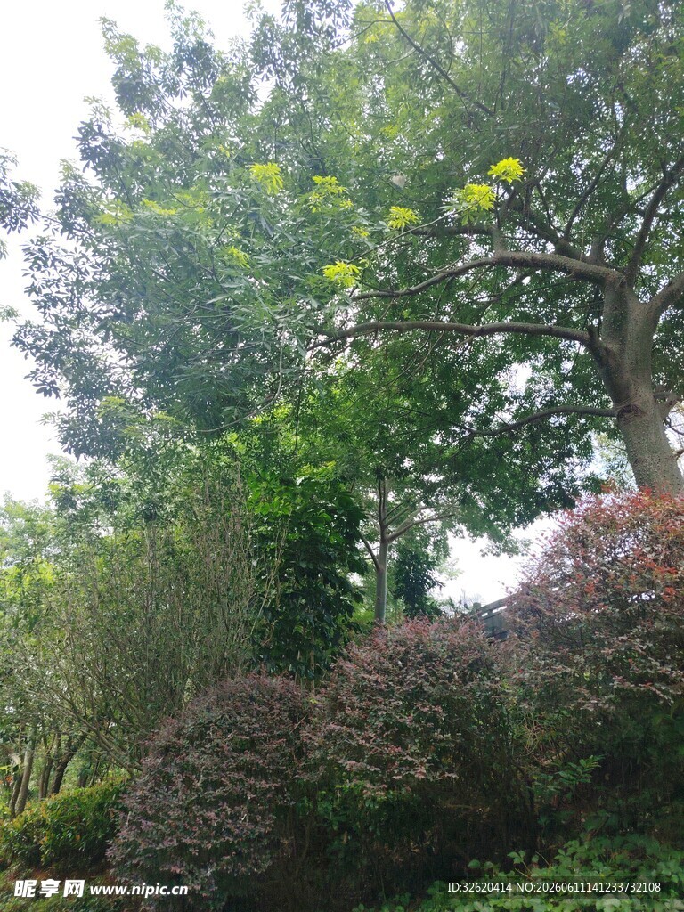 繁茂绿植景观
