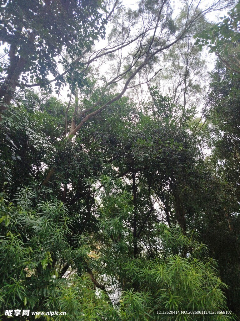 茂密丛林中的繁茂树冠