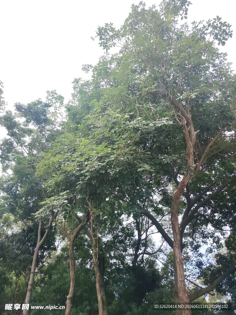 茂密树林中的高大树木