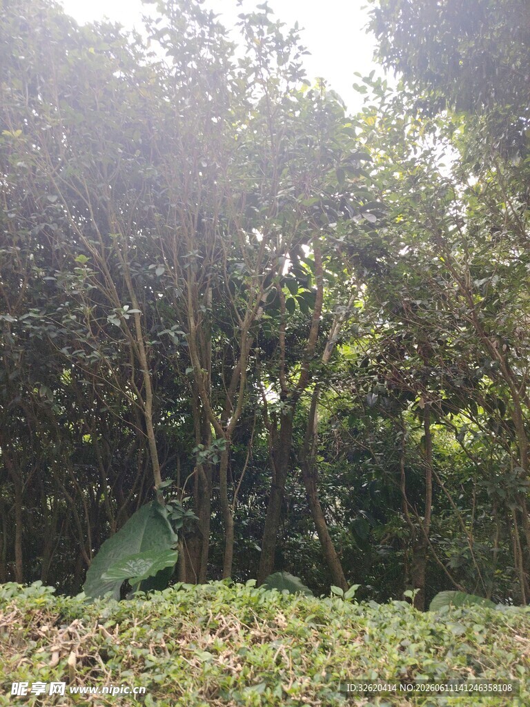 茂密丛林中的自然景象