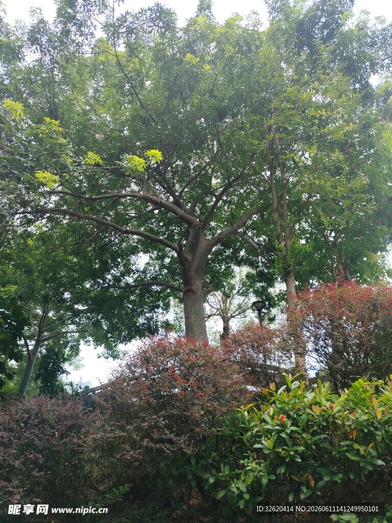 绿树与灌木构成的景致
