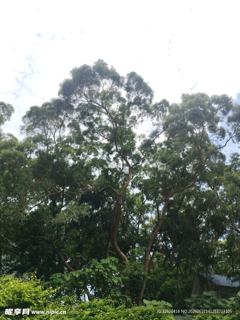 茂密树林绿意盎然
