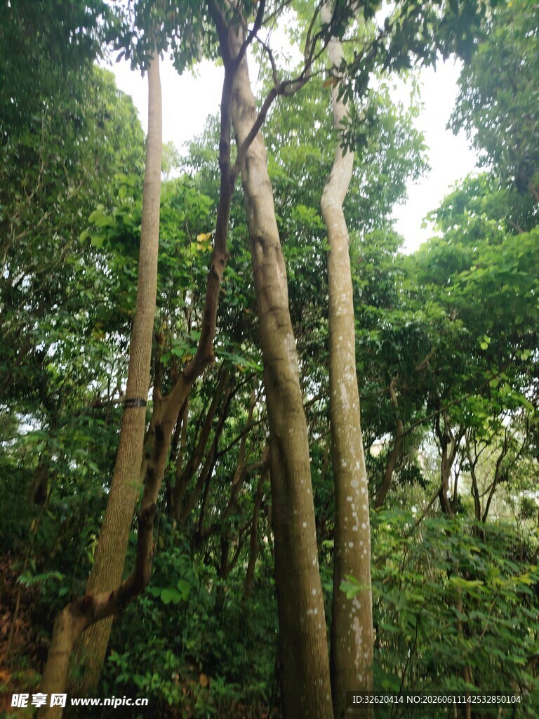 茂密森林中的高耸树木