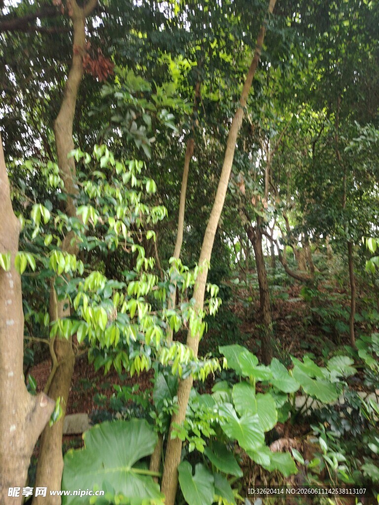 茂密丛林中的繁茂植物
