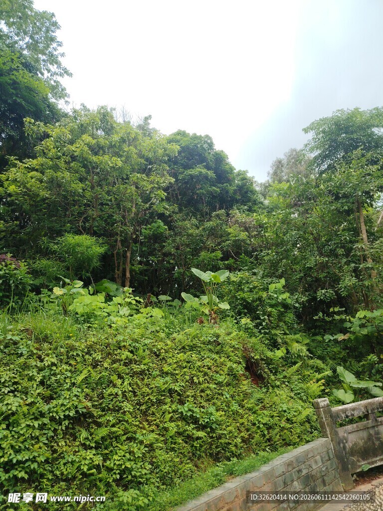 繁茂绿植环绕的小径