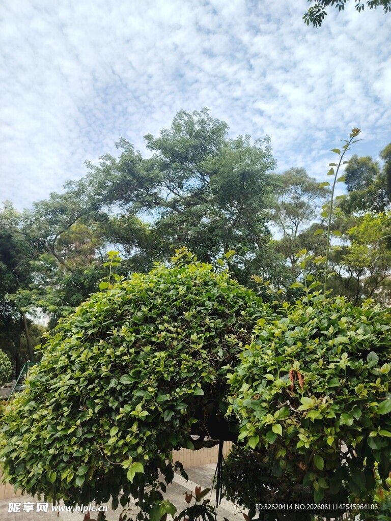 繁茂绿树映衬蓝天白云