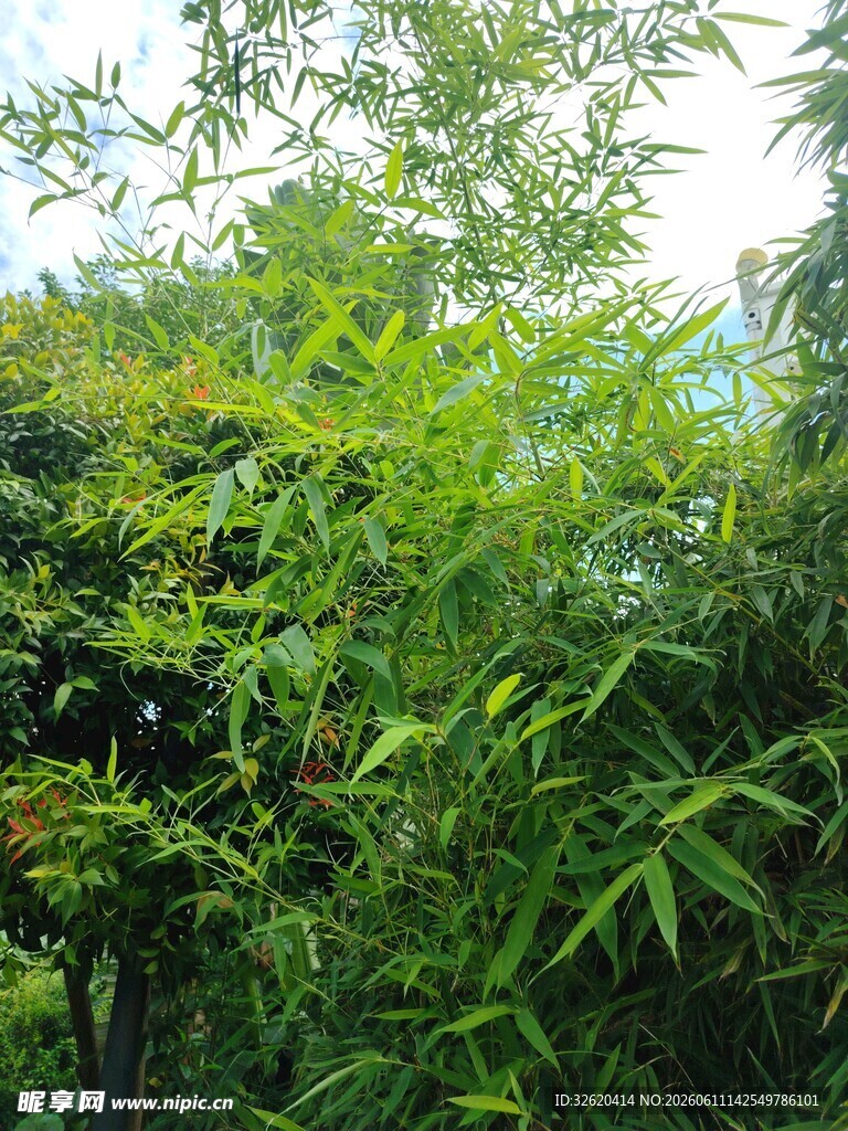 翠绿竹林