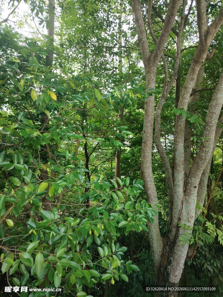 繁茂树林中的葱郁绿植