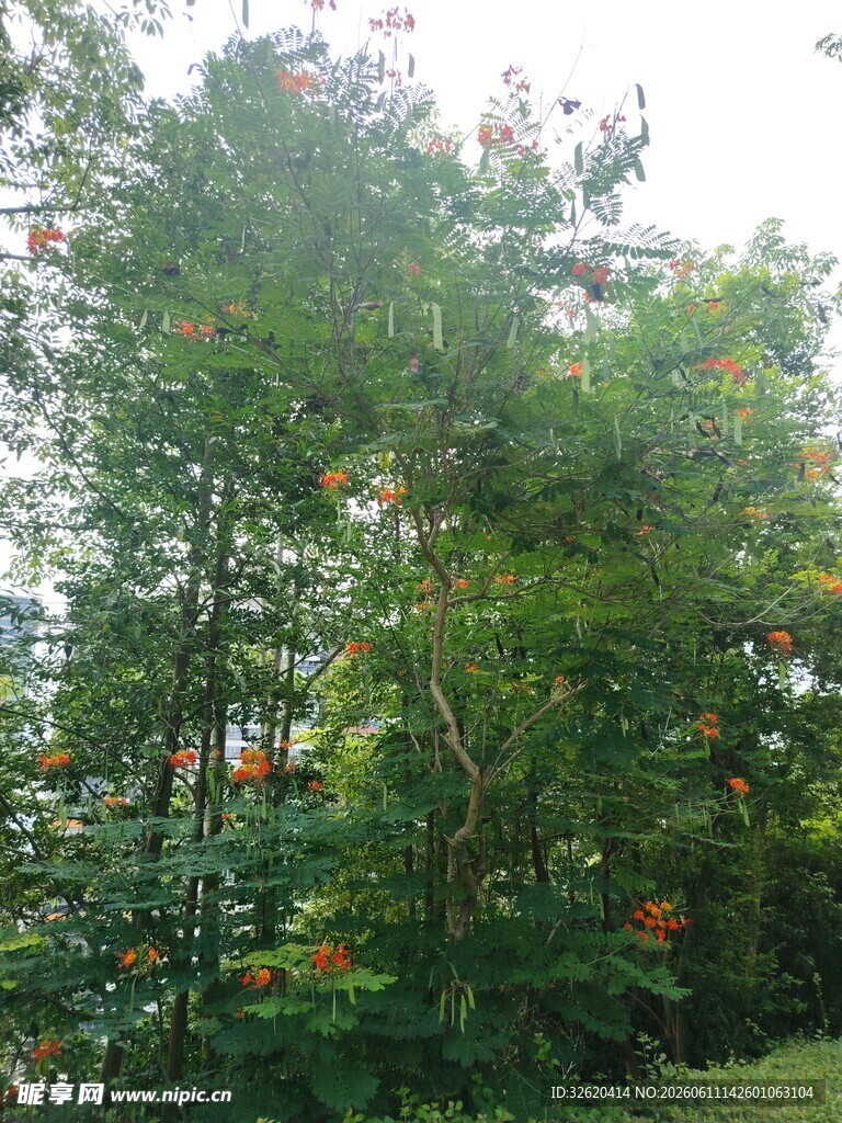 茂密树林中的多彩景致