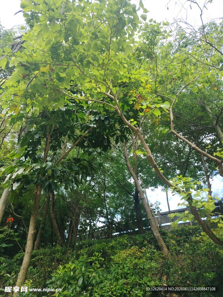 茂密树林绿意盎然