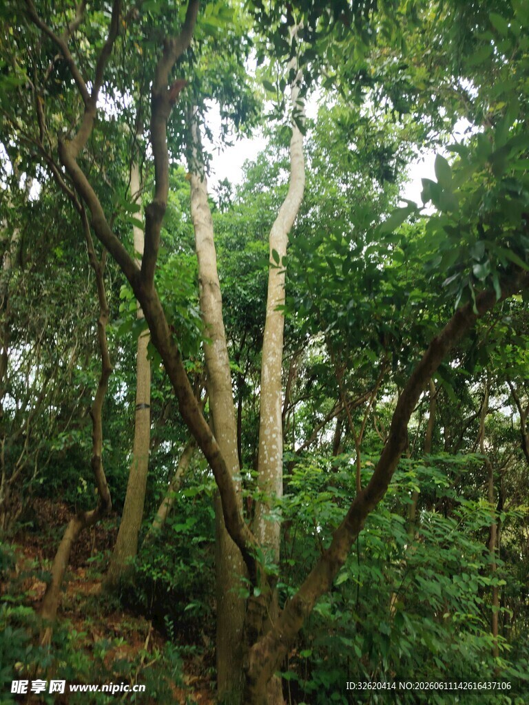 茂密丛林中的高大树木