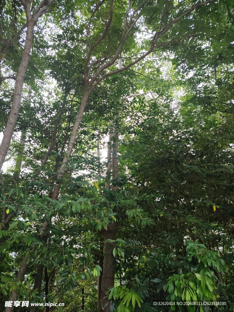 茂密丛林绿意盎然