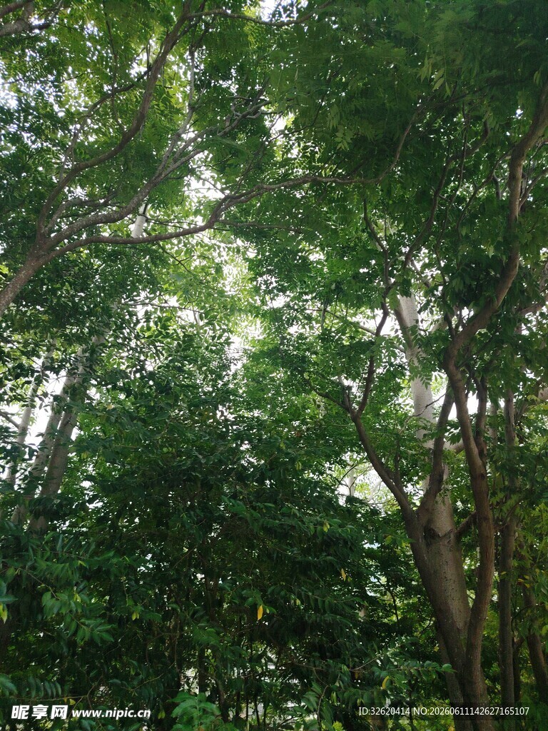 阳光洒落茂密森林景象