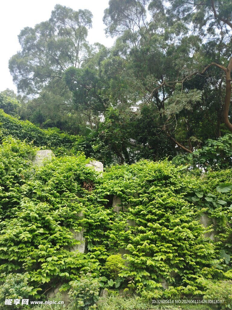 繁茂绿植覆盖的自然景象