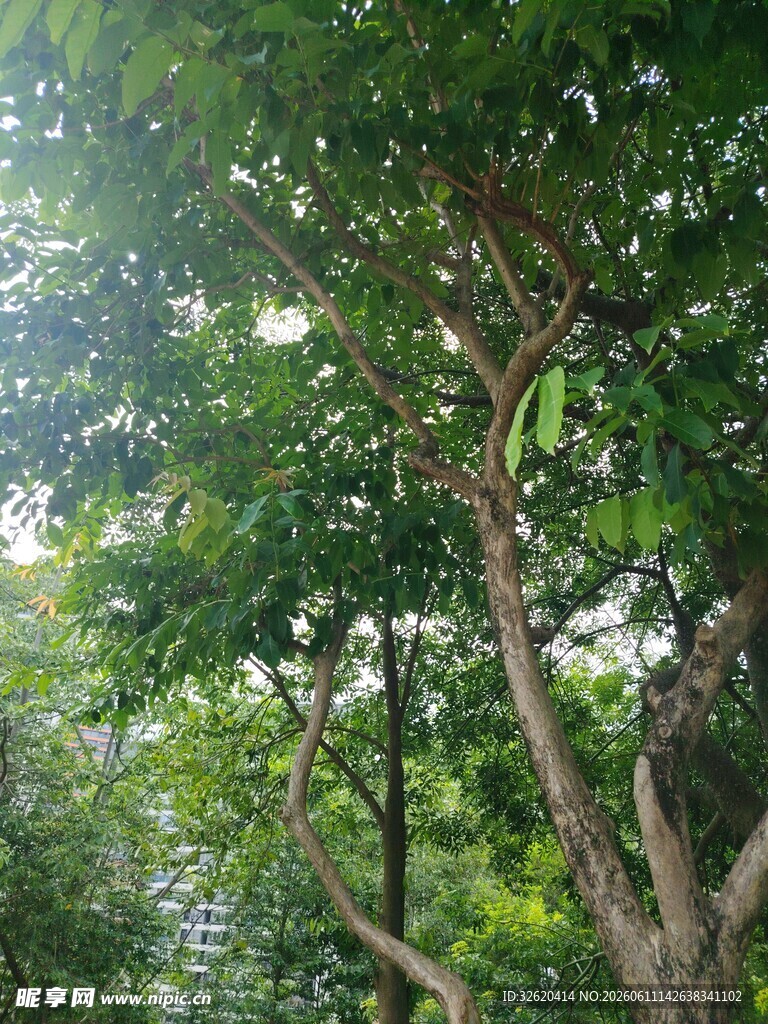 茂密树林中的繁茂树木