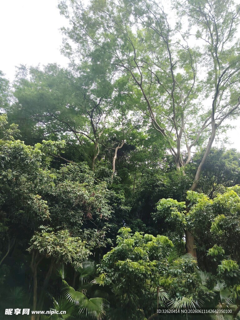 茂密丛林绿意盎然