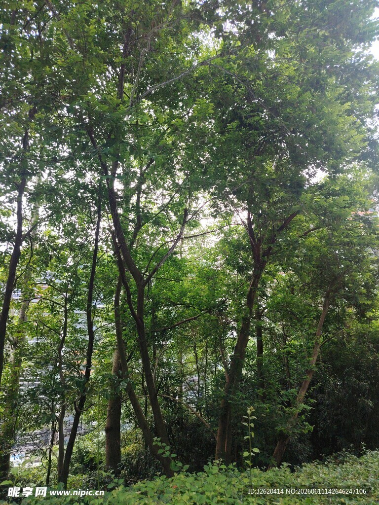 茂密树林绿意盎然