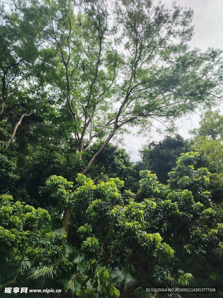 繁茂绿树