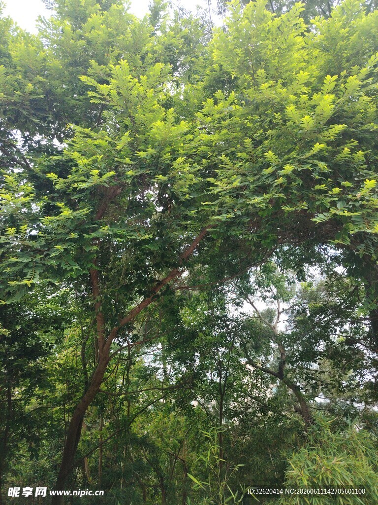 茂密绿树展现自然生机