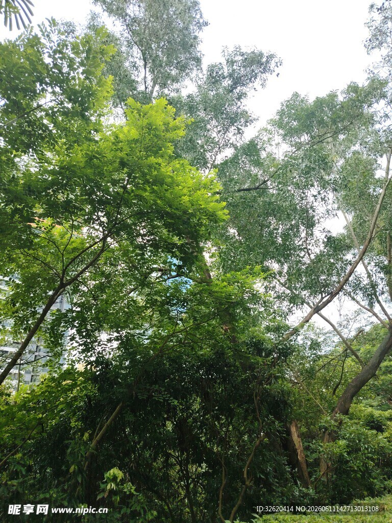 茂密树林绿意盎然