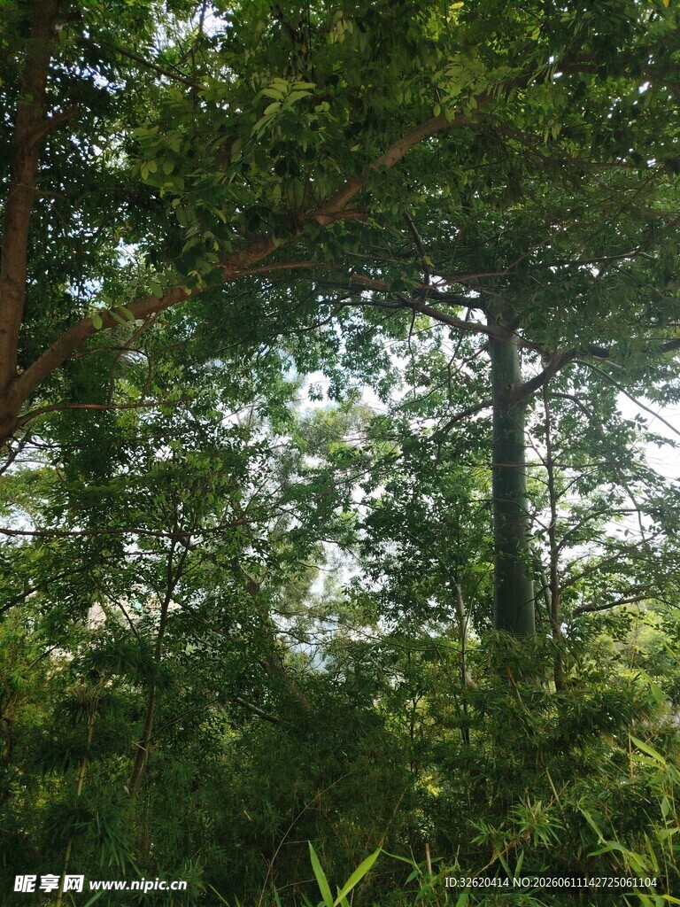茂密森林中的绿意景象