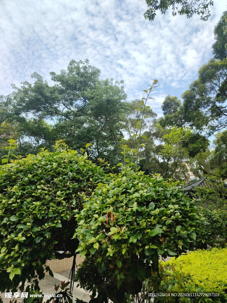 绿意盎然的户外绿植景观