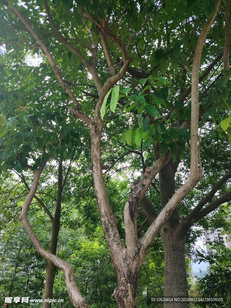 繁茂树林中的交错枝干